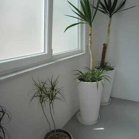 Veronika 1 Apartment *